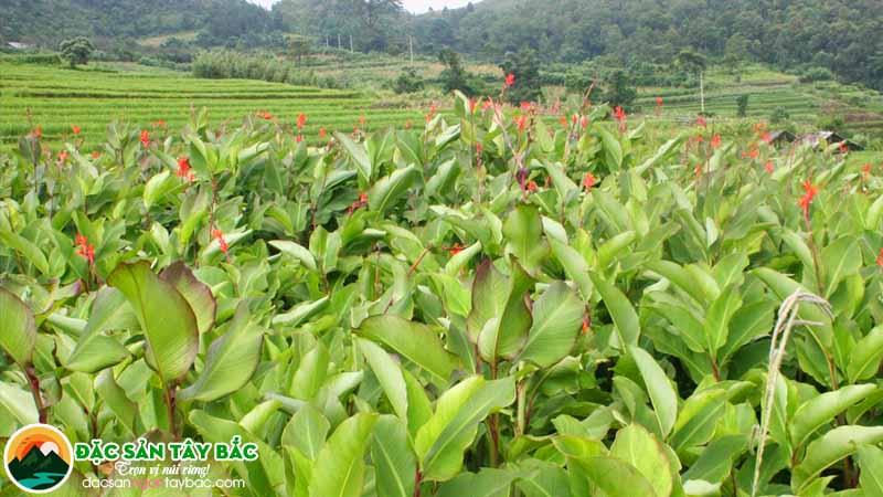 Miến dong sợi to tại TP HCM hoàn toàn được sản xuất tự nhiên