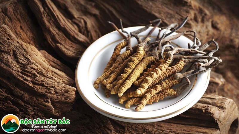 Tác dụng bồi bổ cơ thể của đông trùng hạ thảo