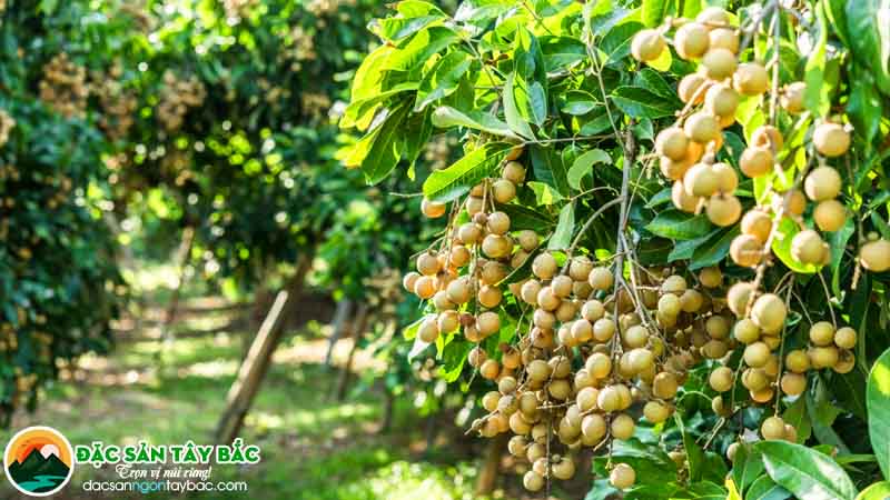 Nhãn sơn la đậm vị, ngọt bùi