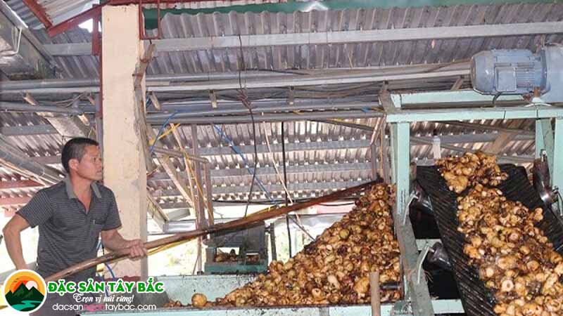 Khâu chuẩn bị nguyên liệu trong quy trình sản xuất miến dong sạch