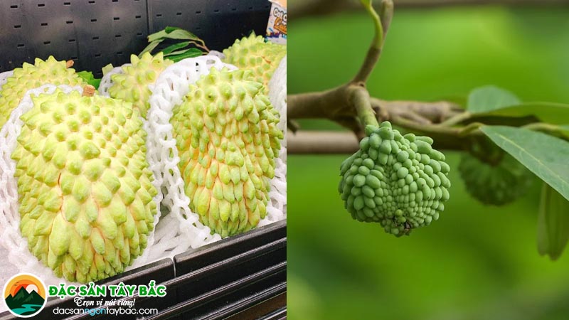 Na mai sơn được nhiều chị em dưới xuôi ưa chuộng