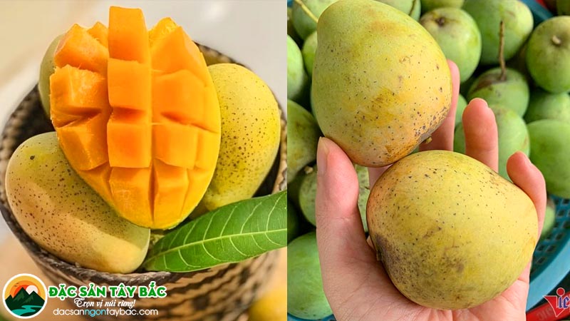 Loại trái cây xoài trứng đậm chất ẩm thực tây bắc