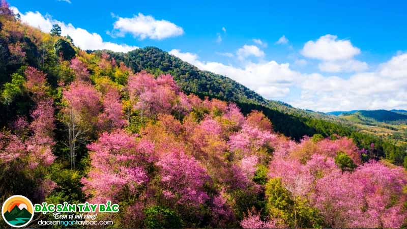 đi chơi đà lạt không bao giờ là sai