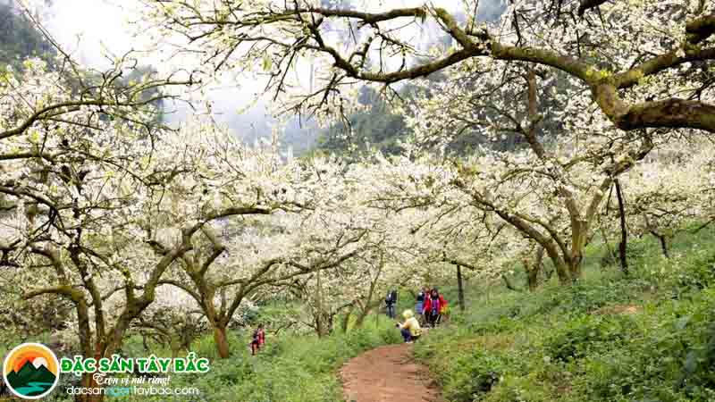 thăm thú mộc châu rất thích hợp vào dịp tết âm lịch