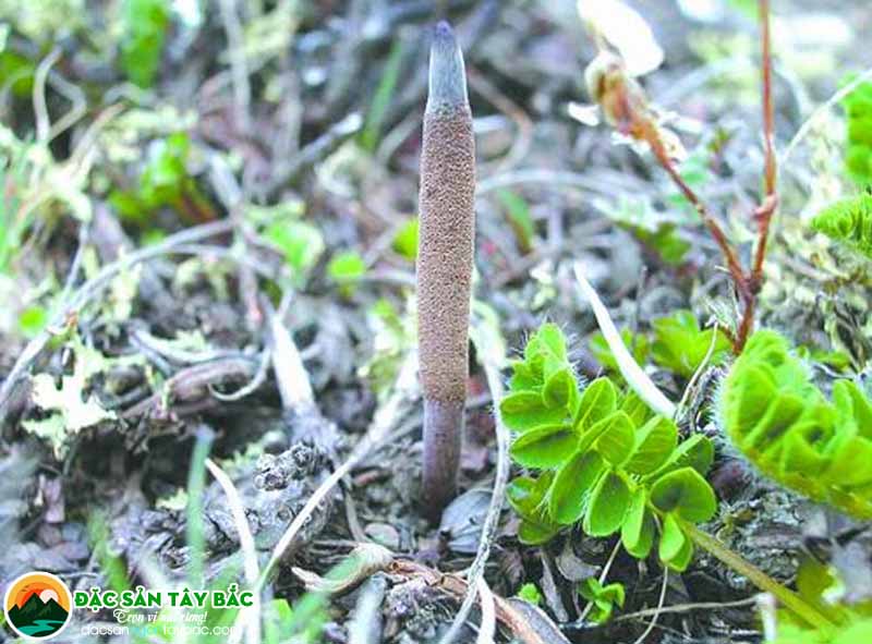 nuôi trồng đông trùng thảo ở vùng cao việt nam