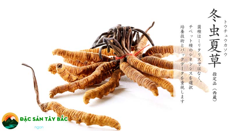 tác dụng điều trị và nâng cao sức khỏe