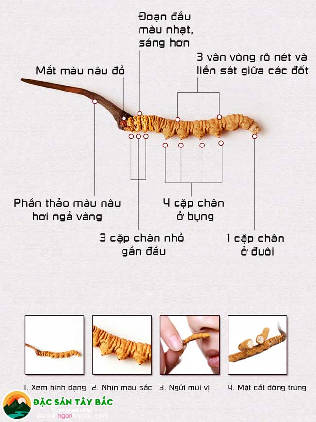 Các đặc điểm để nhận dạng hạ thảo đông trùng