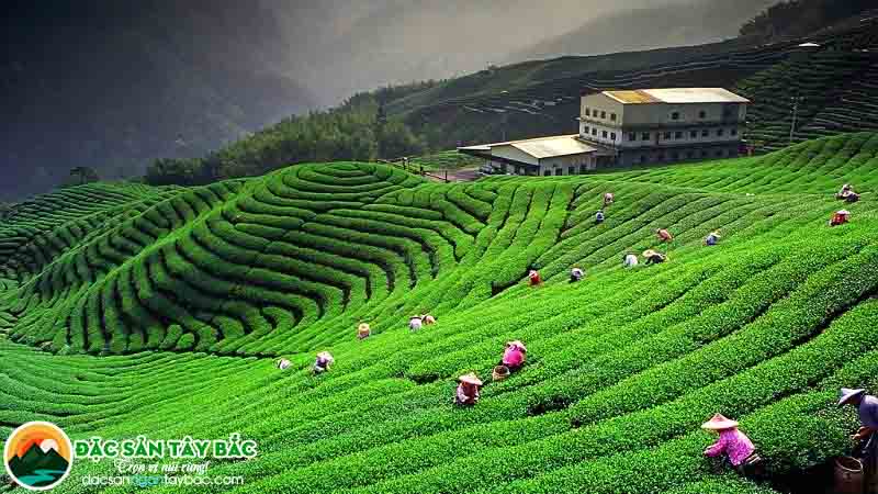 Không nên bỏ qua đồi chè tại mộc chau khi đi du lịch sơn la