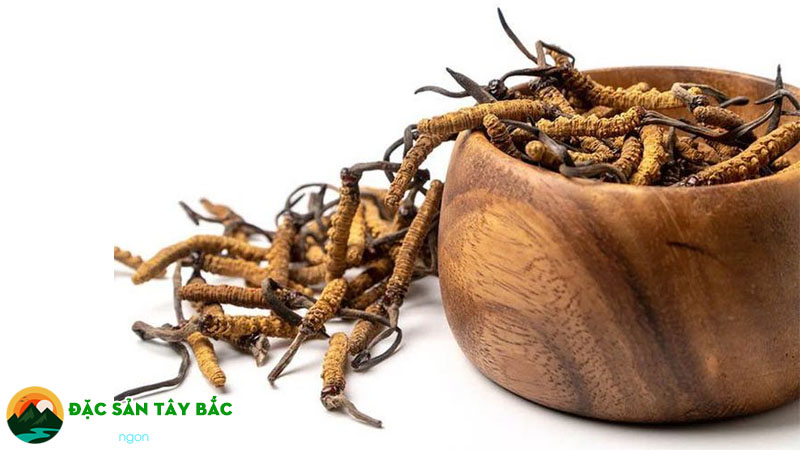 Lợi ích của hạ thảo đông trùng dành cho sức khỏe