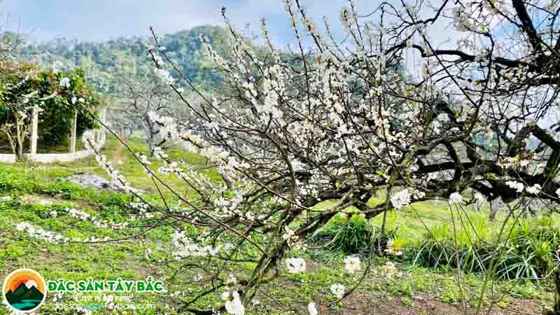 Hoa mận - Hoa mai và Hoa đào sẽ nở ở tây bắc trước tết âm hoặc đầu mùa xuân rực rỡ