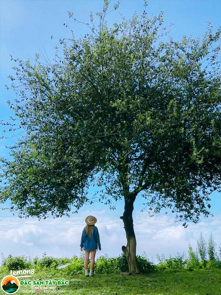 Các phong cách chụp ảnh đẹp với cây cô đơn