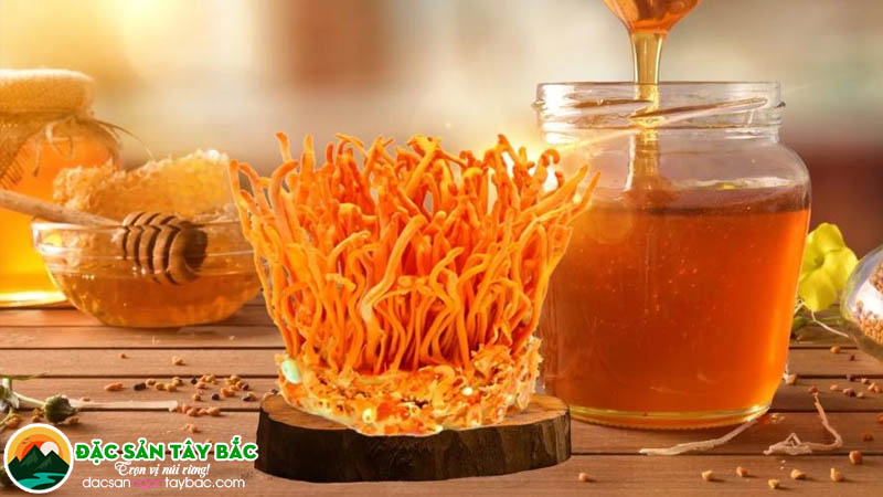 Những mặt tốt của sản phẩm đông trùng thảo được ngâm với mật ong