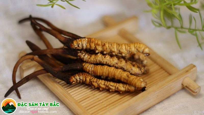 Lợi ích sức khỏe của đông trùng hạ thảo tại TP HCM 