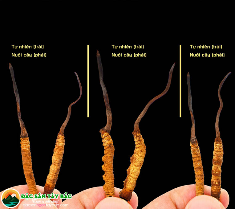 những đặc điểm khác biệt của đông trùng thảo tự nhiên và nuôi cấy