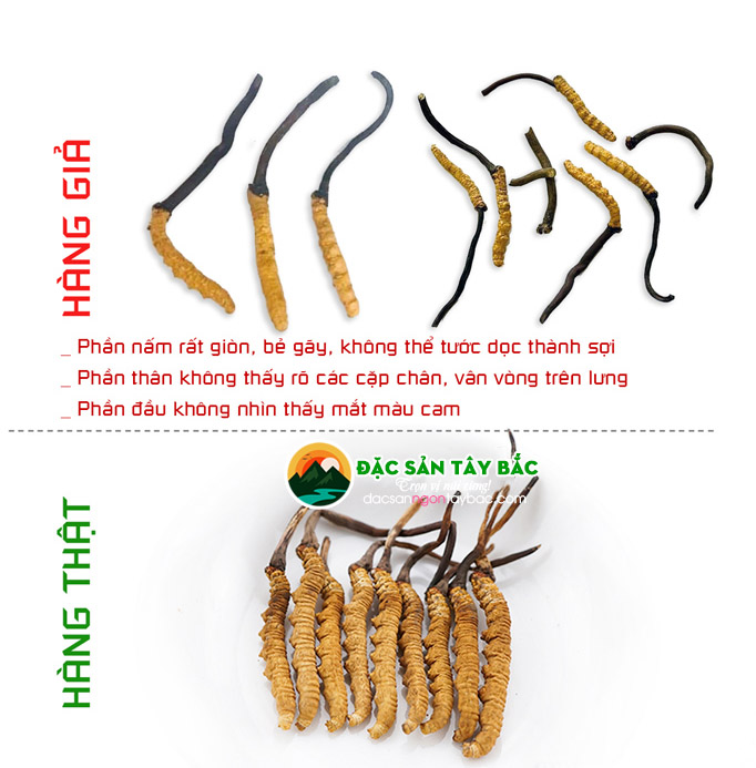 Cách chính xác phân biệt Đông trùng hạ thảo thật giả