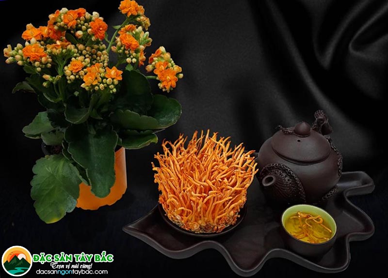 Sản phẩm hạ thảo đông trùng tốt, có giấy chứng nhận uy tín