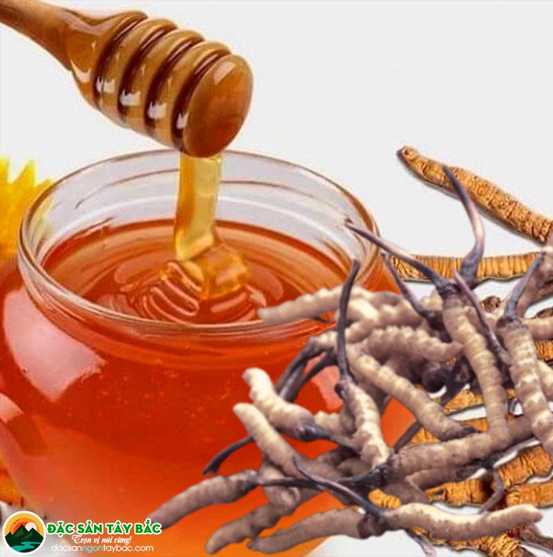 lợi ích của hạ thảo đông trùng ngâm mật ong