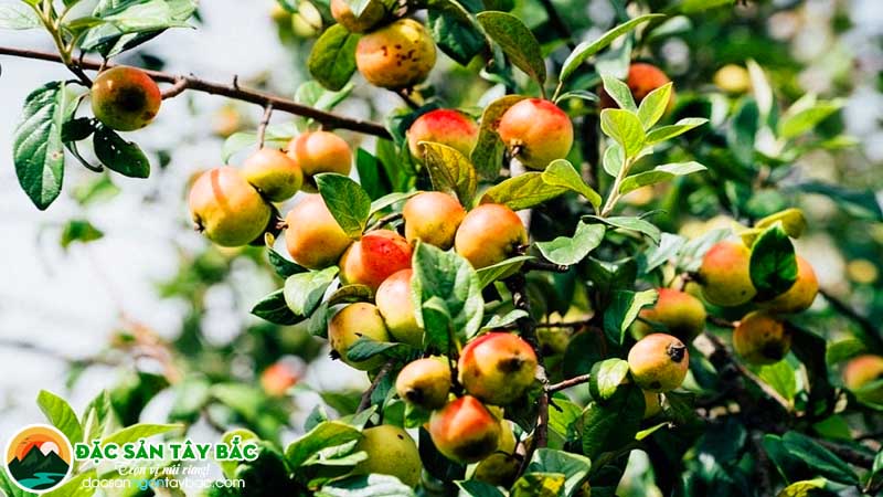 nguồn dược liệu thân thiện với sức khỏe của vùng núi cao