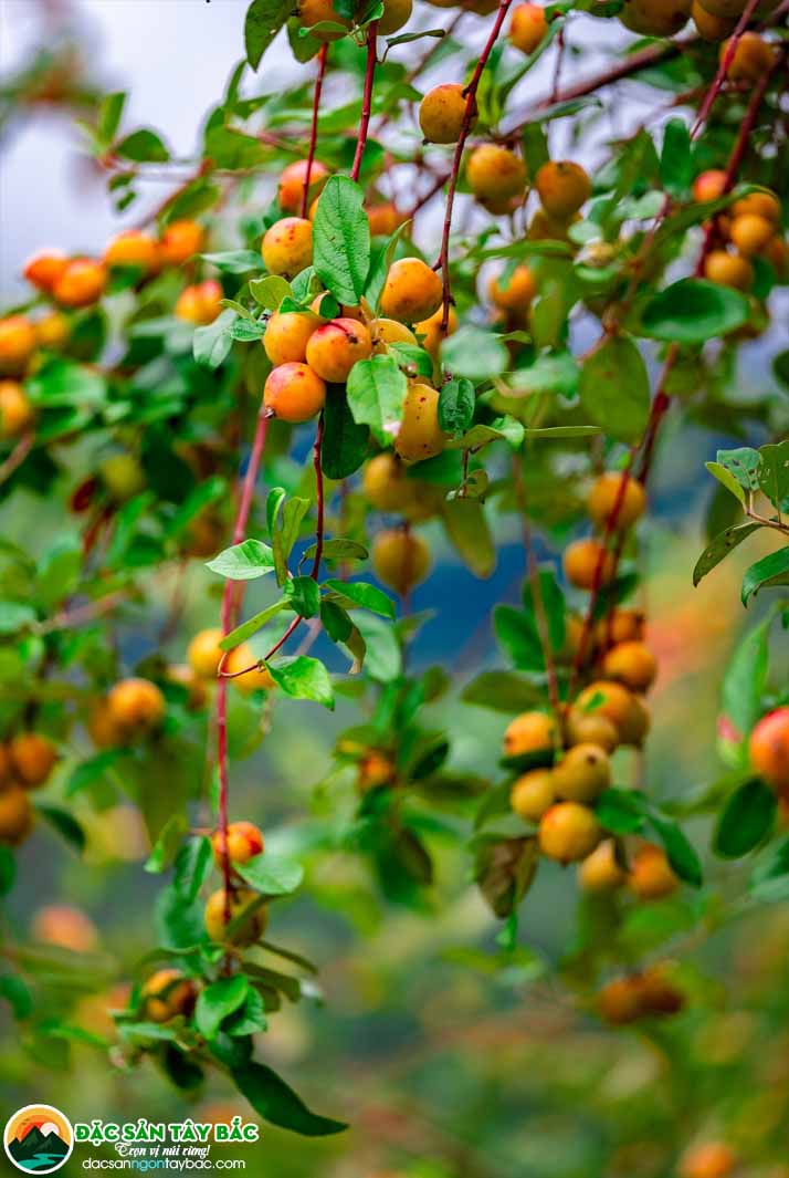 đặc sản thiên nhiên cua rnguowif dân tộc thái, h'mong