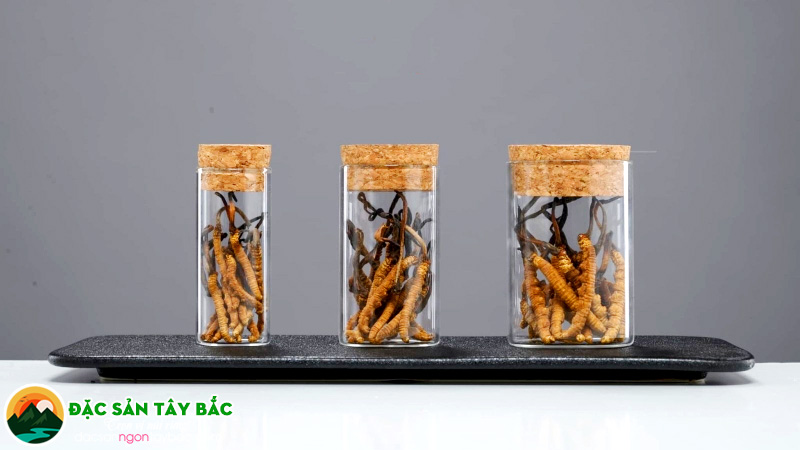 Giới thiệu về dược liệu Đông Trùng Hạ Thảo