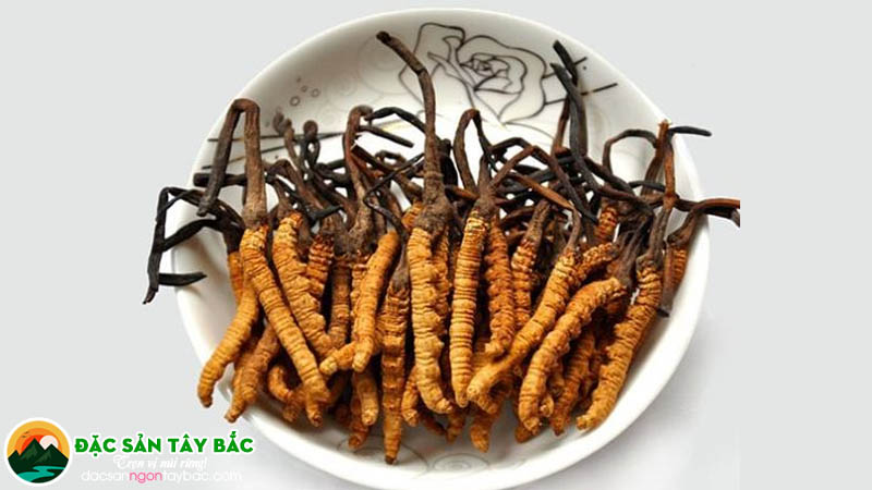 hạ thảo đông trùng là thực phẩm giúp tăng trí nhớ và dược liệu quý