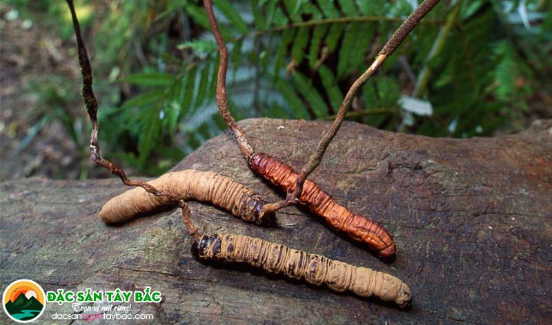 Các dùng khi uống hạ thảo đông trùng