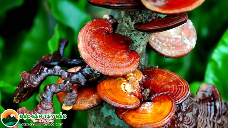 Linh chi là loại thực phẩm giúp tăng trí nhớ vô cùng quý hiếm