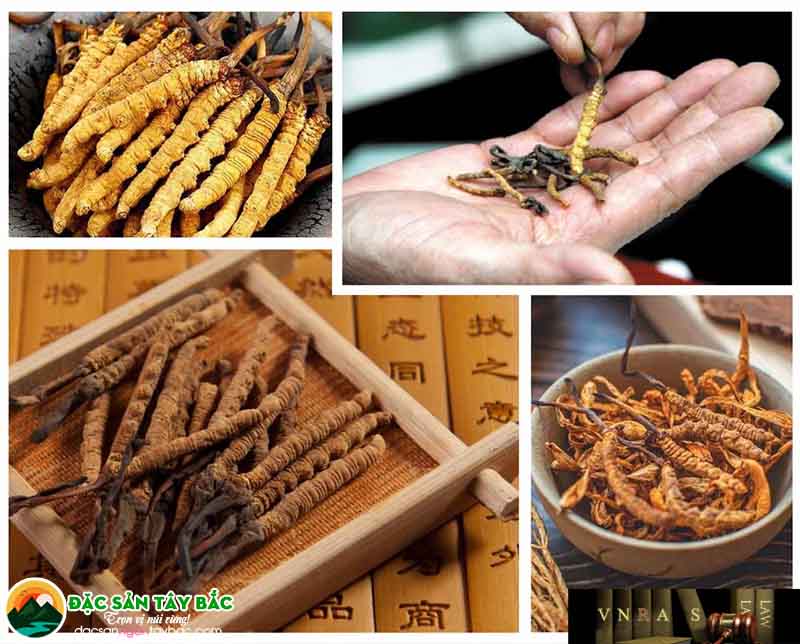 lợi ích hạ thảo đông trùng tốt cho sức khỏe ra sao