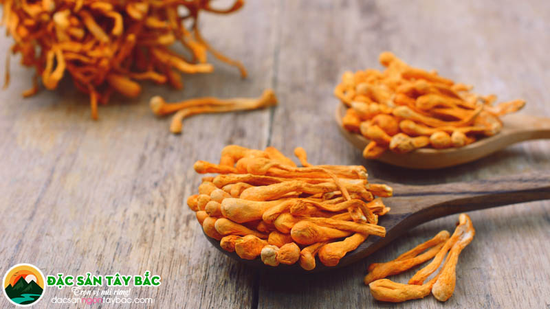 Đặc sản ngon tây bắc tổng kết một số tác hại của đông trùng 