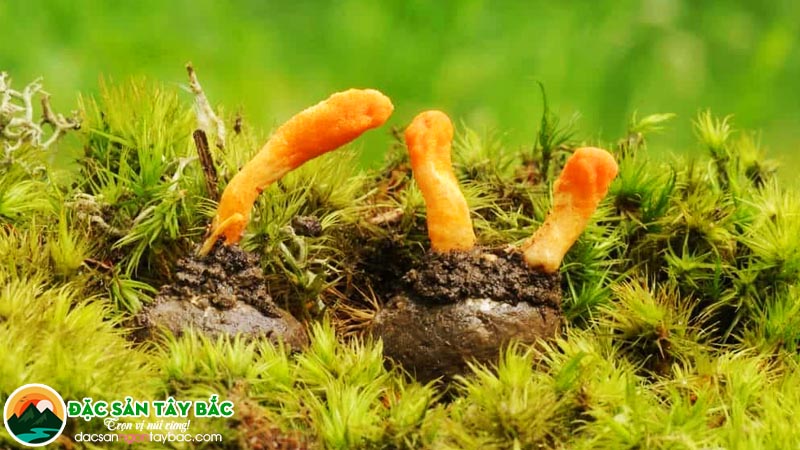 cách sử dụng các loại hạ thảo đông trùng trên thị trường