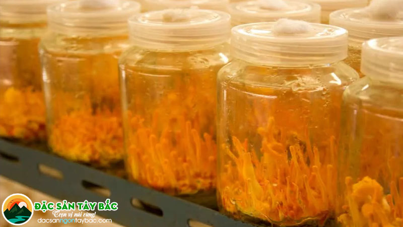 Đông trùng hạ thảo ngâm rượu có tác dụng gì đối với sức khỏe