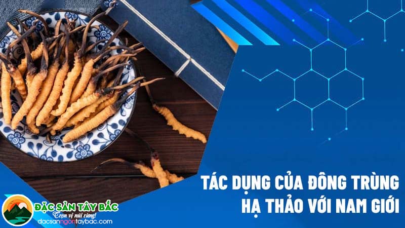 Tìm hiểu khái quát về dược liệu đông trùng thảo