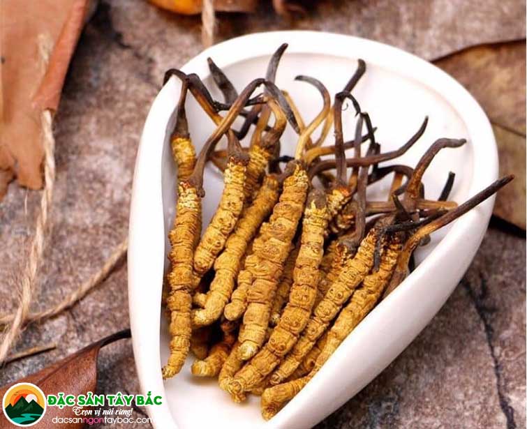 Tìm hiểu tổng quan một số điểm về vị thuốc hạ thảo đông trùng