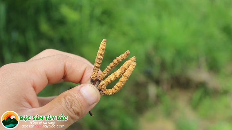 Cách dùng đông trùng thảo hiệu quả cho cánh mày râu
