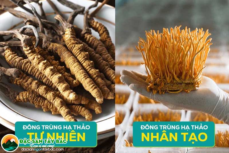 So sánh về chất lượng & dược tính của 2 loại đông trùng hạ thảo tự nhiên và nuôi cấy