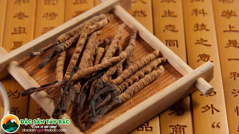4 loại nguyên liện để làm hạ thảo đông trùng giả