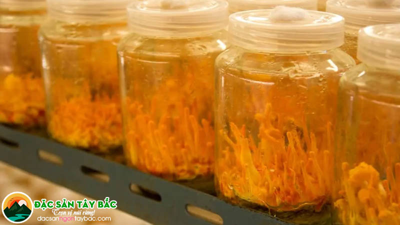 Cách nhận biết đông trùng hạ thảo thật và giả