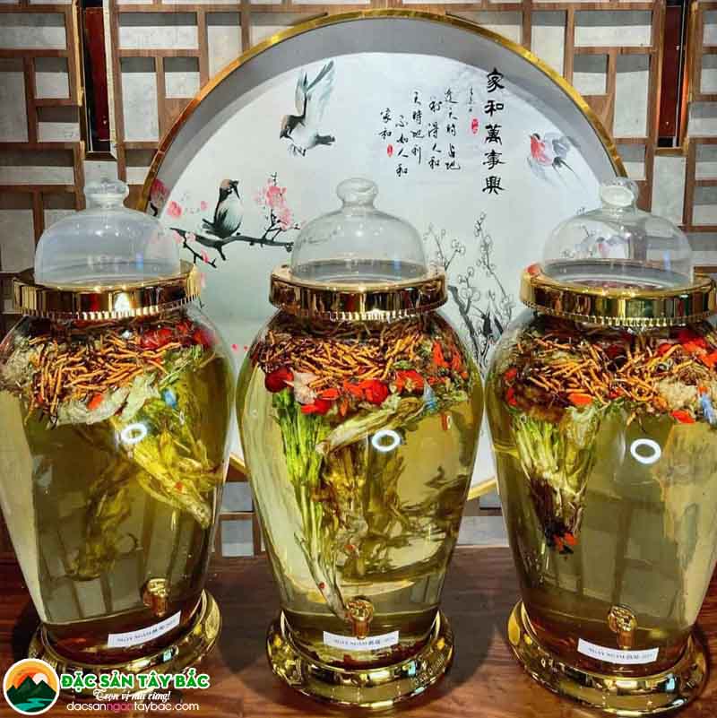 Nên sử dụng loại đông trùng hạ thảo nào để ngâm rượu?