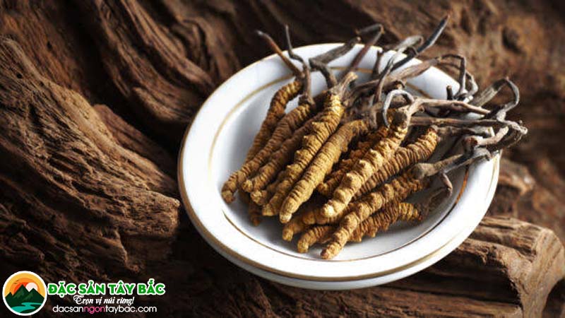 Đối tượng không nên sử dụng đông trùng hạ thảo