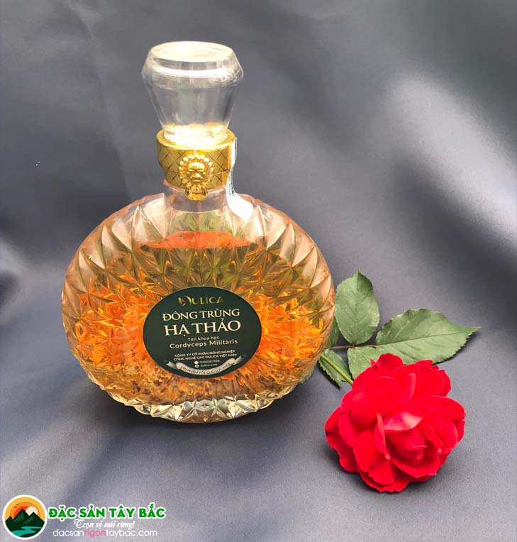 hạ thảo đông trùng có thể Hỗ trợ bồi bổ cơ thể và tăng cường sức đề kháng