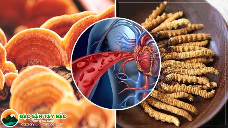 Đông trùng hạ thảo hầm nấm linh chi có tác dụng gì?