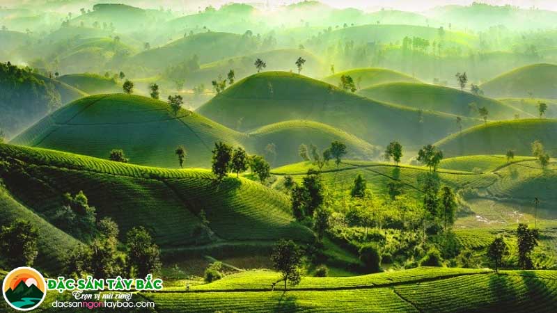 Phú Thọ – Đồi chè Long Cốc xanh mướt