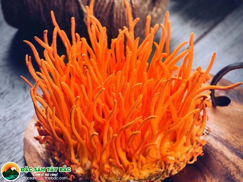 Theo cách chế biến thì Đông trùng hạ thảo có mấy loại?