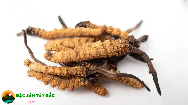 Phụ nữ đang cho con bú nên dùng đông trùng hạ thảo như thế nào?