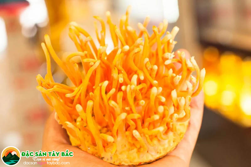 Hạ thảo đông trùng sẽ không thay thế được thuốc đặc trị