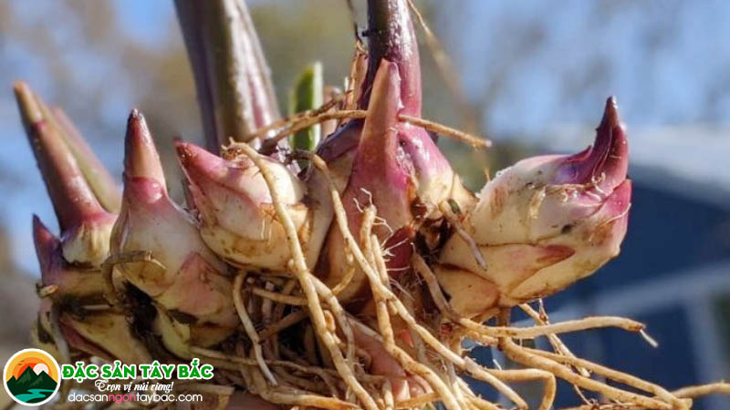 Cách lựa chọn củ dong riềng trắng chất lượng