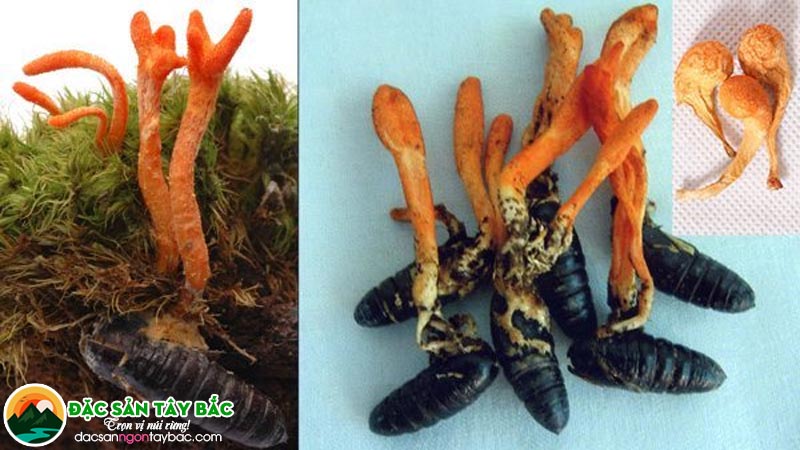 Đông trùng hạ thảo nuôi trồng nhân tạo (Cordyceps militaris)