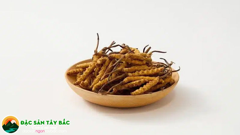 Lợi ích của đông trùng hạ thảo đối với mẹ đang cho con bú