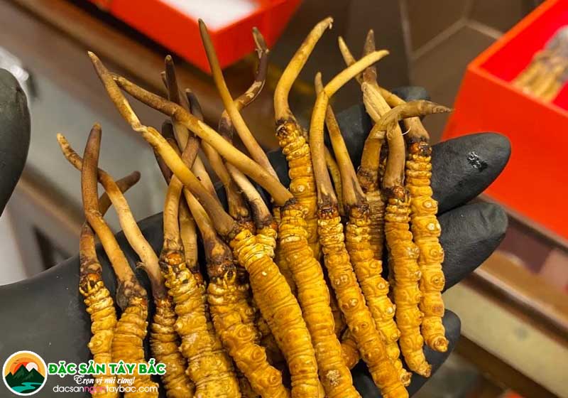 Lý do giá Đông trùng hạ thảo hiện nay đã giảm nhiệt rất nhiều