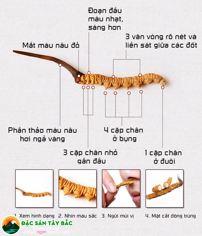 Vì sao nhiều người lựa chọn ngâm rượu Đông trùng hạ thảo?